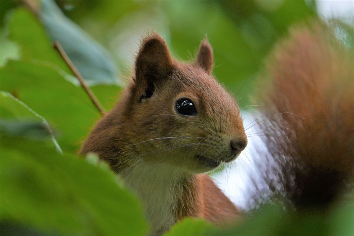 Eichhörnchen im Nußbusch