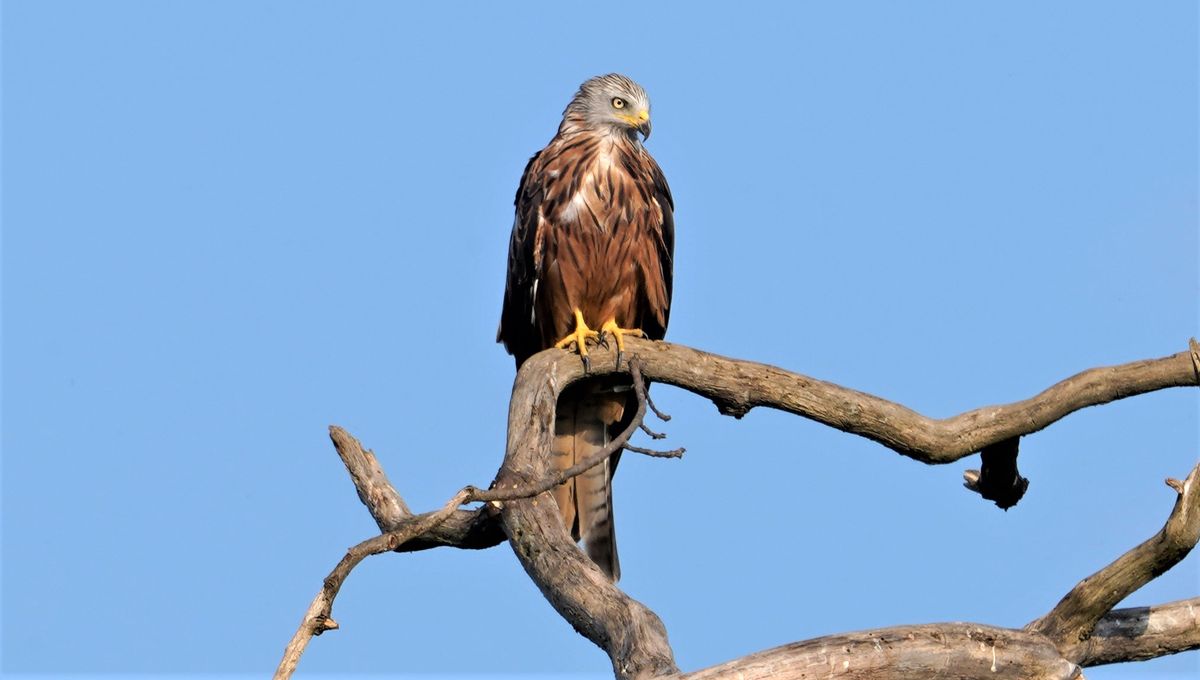Rotmilan auf seinem Ansitz