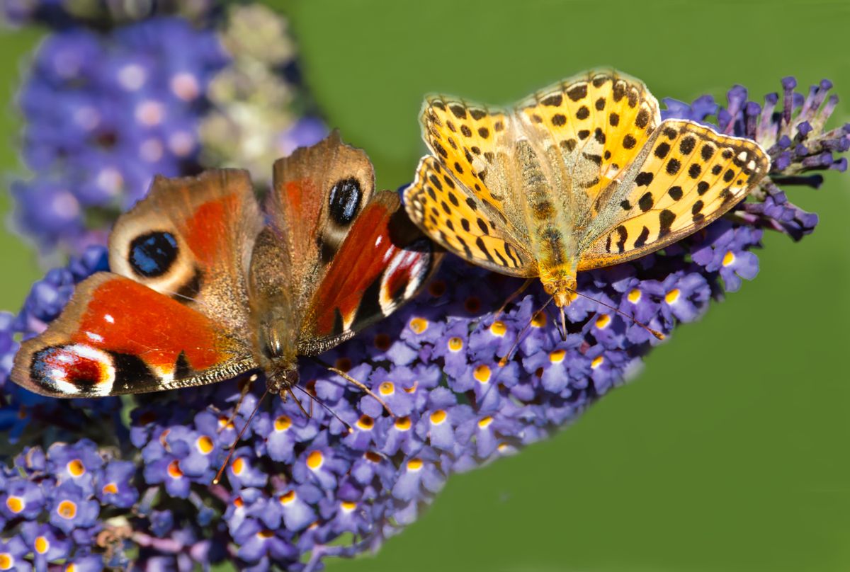 Tagpfauenauge und Kleiner Perlmuttfalter