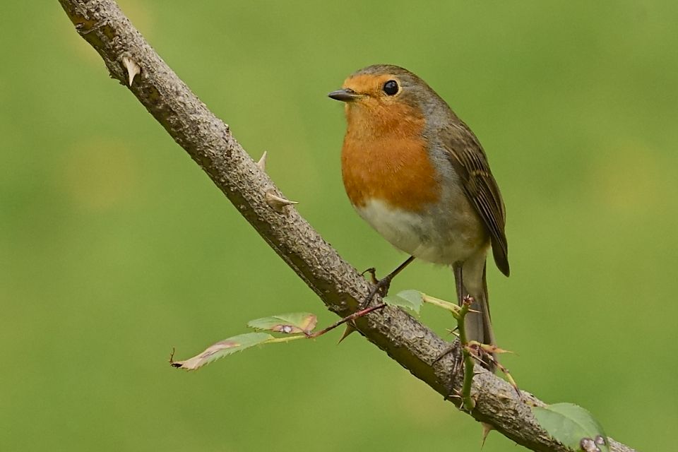 Vogel des Jahres 2021: Das Rotkehlchen