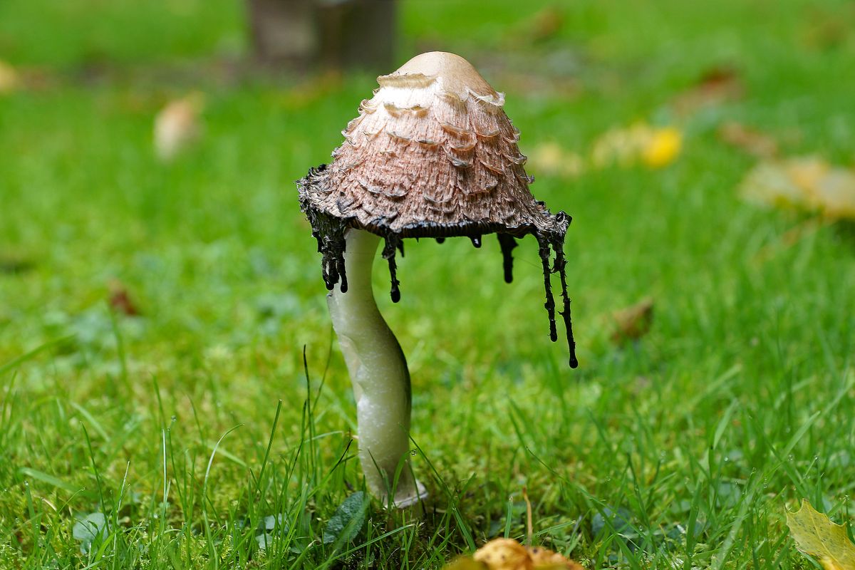 Schopf-Tintling/Coprinuscomatus