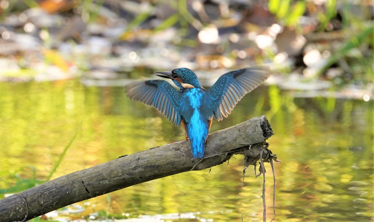 Eisvogel an der Oker