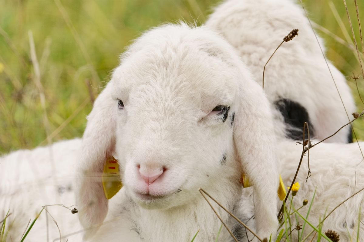 Junges Lämmchen - erst wenige Tage auf der Welt