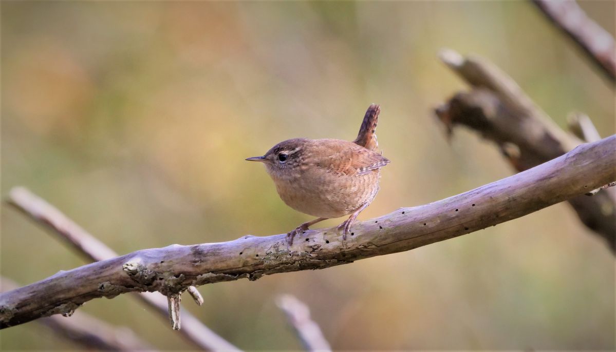 Der kleine Zaunkönig