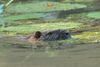 Nutria im Aller-Seitenarm