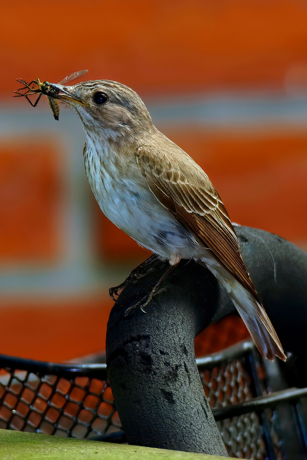 Ein Grauschnäpper, hat eine Libelle als Nahrung für ihre Nachkommen gefangen. Das Bild wurde in APS-C Modus mit einer Alpha α99II und angesetzten Tamron SP 150-600mm bei 600mm aufgenommen. Entspricht eine Äquivalenten Brennweite von 900mm. Weitere Exif-Daten : Belichtungsprogramm: M, ISO: 250, Verschlusszeit: 1/320 Sek. und die Blende war 8