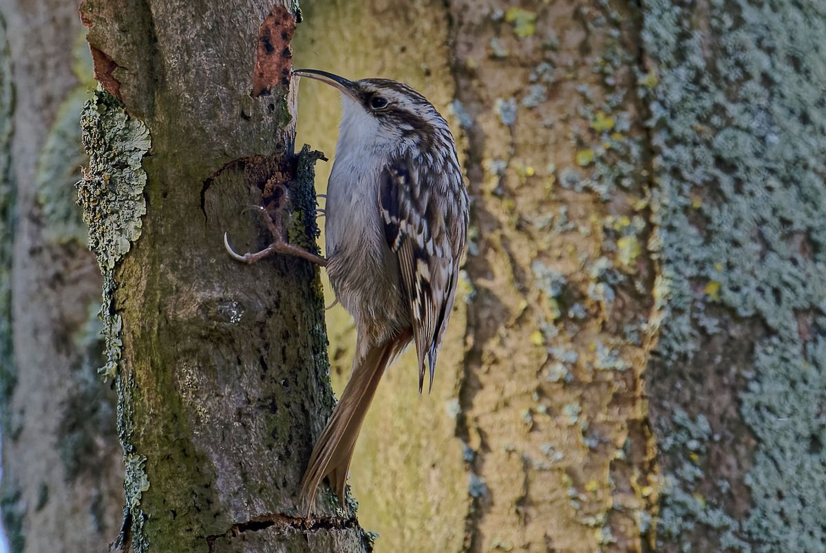 Baumläufer bei der Nahrungssuche