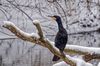 Kormoran an der Oker - Winter 20/21
