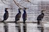 Vier Kormorane schauen interessiert Richtung Osten