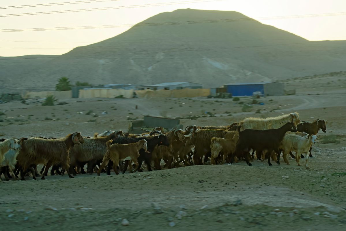 Die Ziegen wurden in der Wüste Negev aufgenommen, aus ein fahrendes Auto, das mit ca. 90 km/h unterwegs war. Exif-Daten: Belichtungsprogramm: P, Brennweite  70, ISO: 100, +/- : - 0,7 , Verschlusszeit: 1/125 Sek. und die Blende betrug 5.6