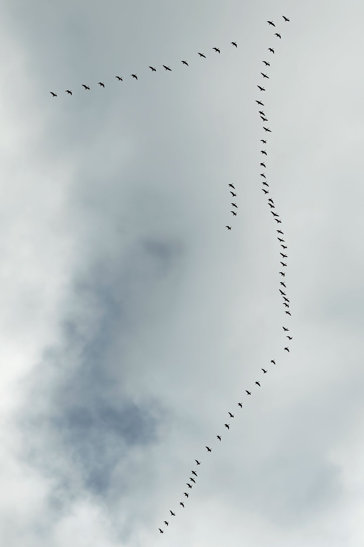 Diese Wildgänse fliegen in der typischen V-Formation, in den warmen Süden. Wenn die Leitgans müde wird, lässt sie sich an das Ende zurückfallen und die unmittelbar hinter ihr fliegende Gans übernimmt die Führung an der Spitzenposition. So kommt jede einmal an die Spitze und keine ein zweites Mal, solange nicht alle anderen einmal vorne waren.