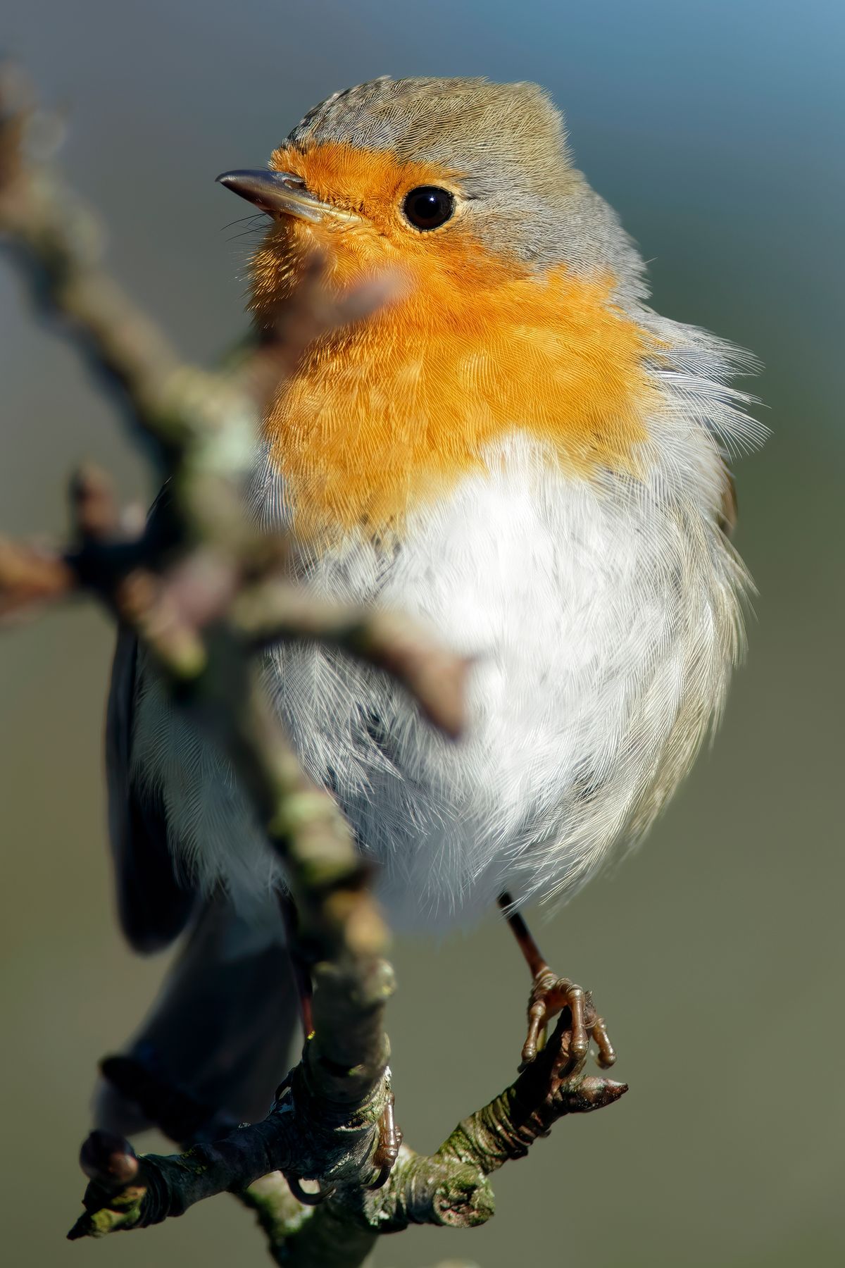 Ein Rotkehlchen in der prallen Sonne. Der Wissenschaftlicher Name lautet: (Erithacus rubecula) Exif-Daten: Sony ILCA-99M2, Minolta 4.5/400mm APO, plus Minolta-Telekonverter 1,4x APO, -M-, Brennweite: 560mm, Verschlusszeit: 1/500s, Blende: 7,1, ISO 250