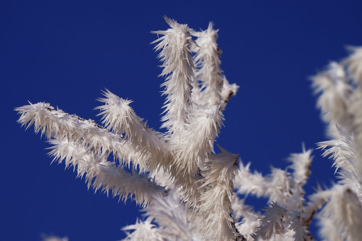 Ein mit Raureif benetzter Zweig, in Outback von Schapen. Erst bei einer Kälte von unter −8 °C und eine Luftfeuchtigkeit von über 90 % kann Raureif entstehen.