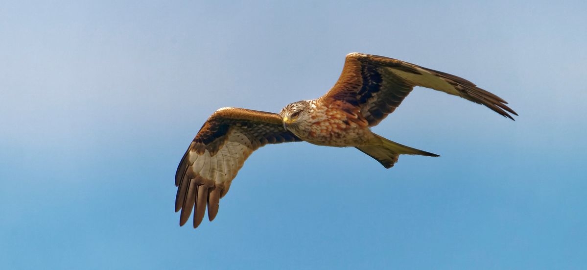 Rotmilan im Suchflug
