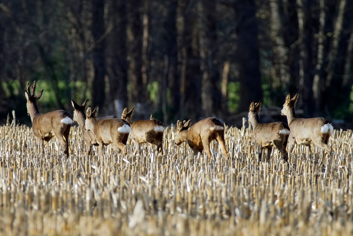 Sehr Ungünstig für mich, die sieben Tiere laufen schräg nach links in einen nahe gelegenen Wald.