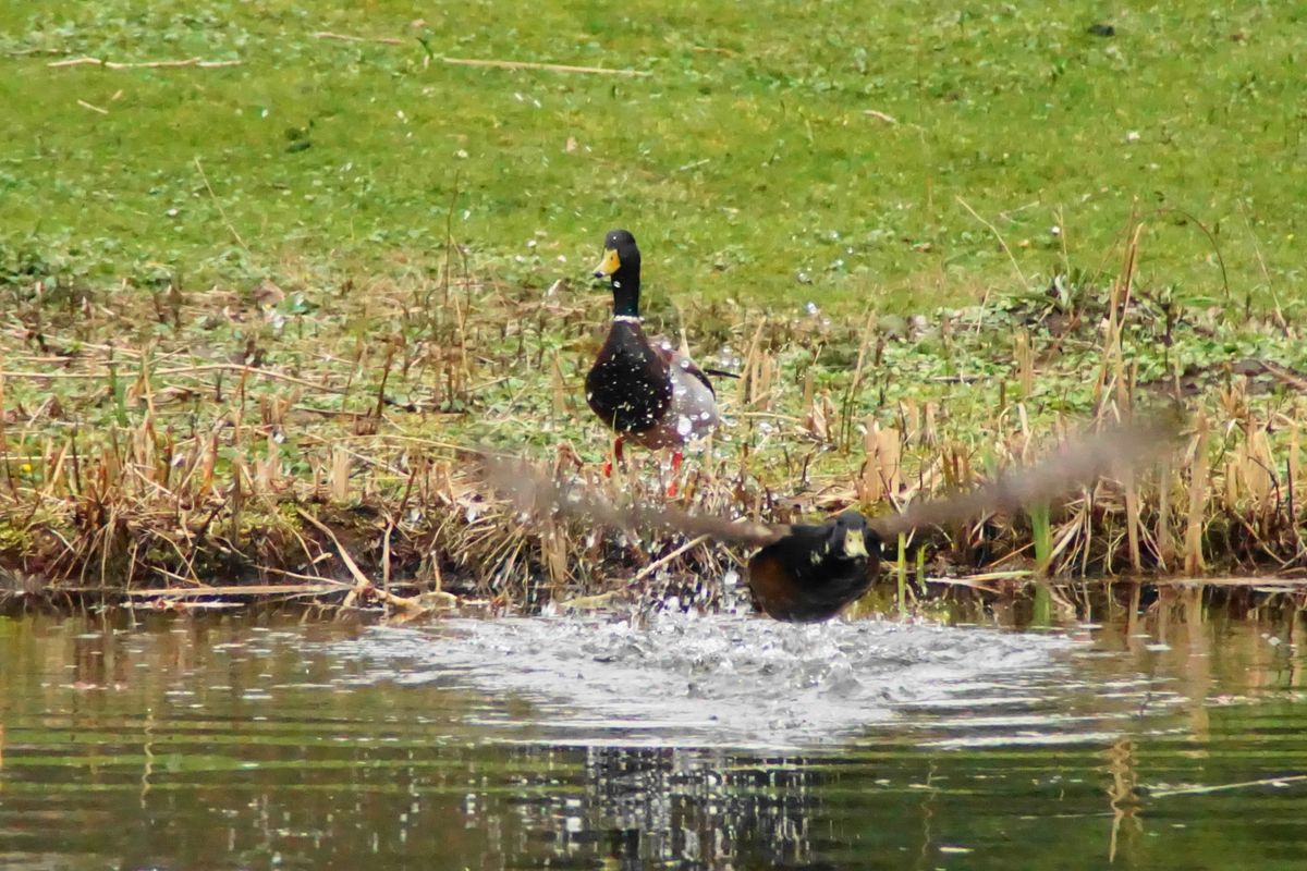 Wasserstart...