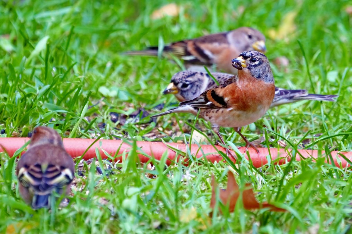 Ein Trupp Bergfinken hatte abends einen Stop in unseren Garten eingelegt. Die Aufnahme wurde gezwungenermaßen durch eine Fensterscheibe aufgenommen. (Leider mit Wasserschlauch!)