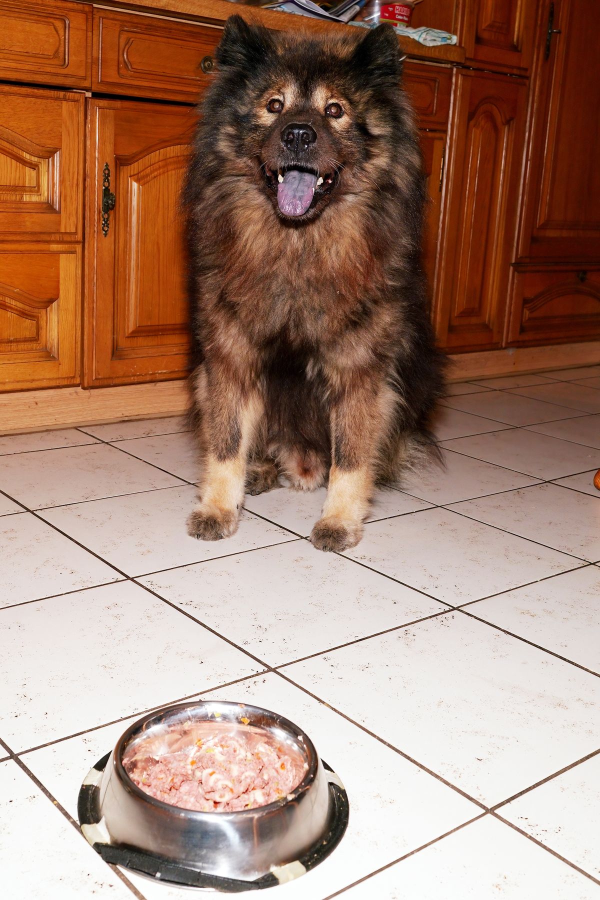 Unser Familienhund bekommt einmal in der Woche neben seinen normale Futter "Dinner for Dogs". Die Vorfreude auf diese Futter kann man in diesen Schnappschuss, bei genauerer Betrachtung erkennen.