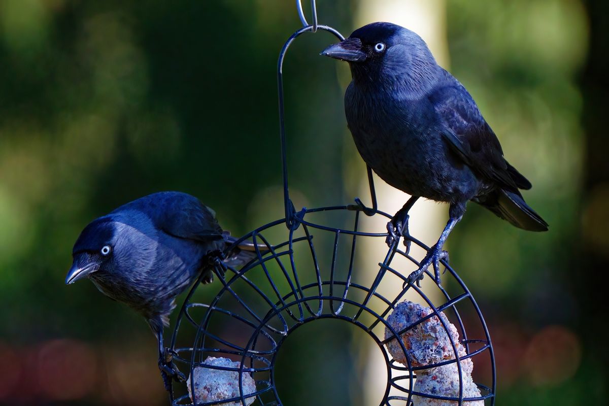 Ein paar Dohlen (Corvus monedula) versuchen sich an einen Futterring