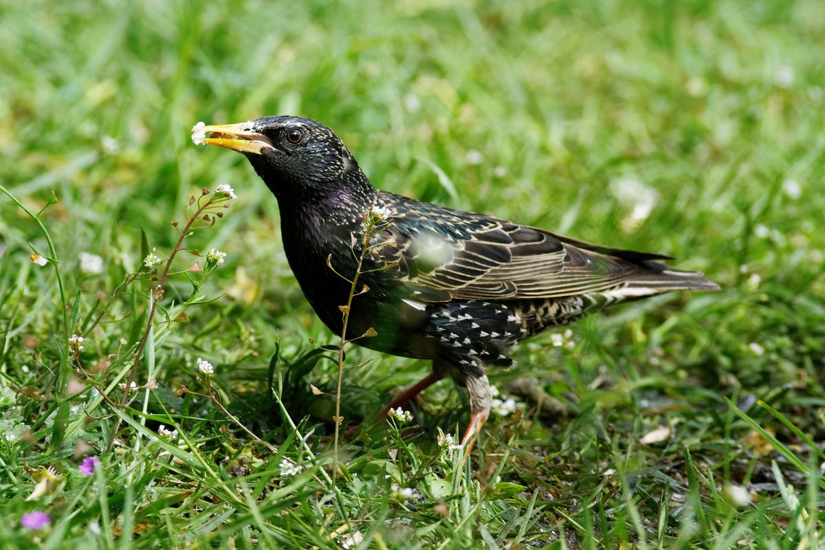 Der Star (Sturnus vulgaris), war Vogel des Jahres 2018 in Deutschland