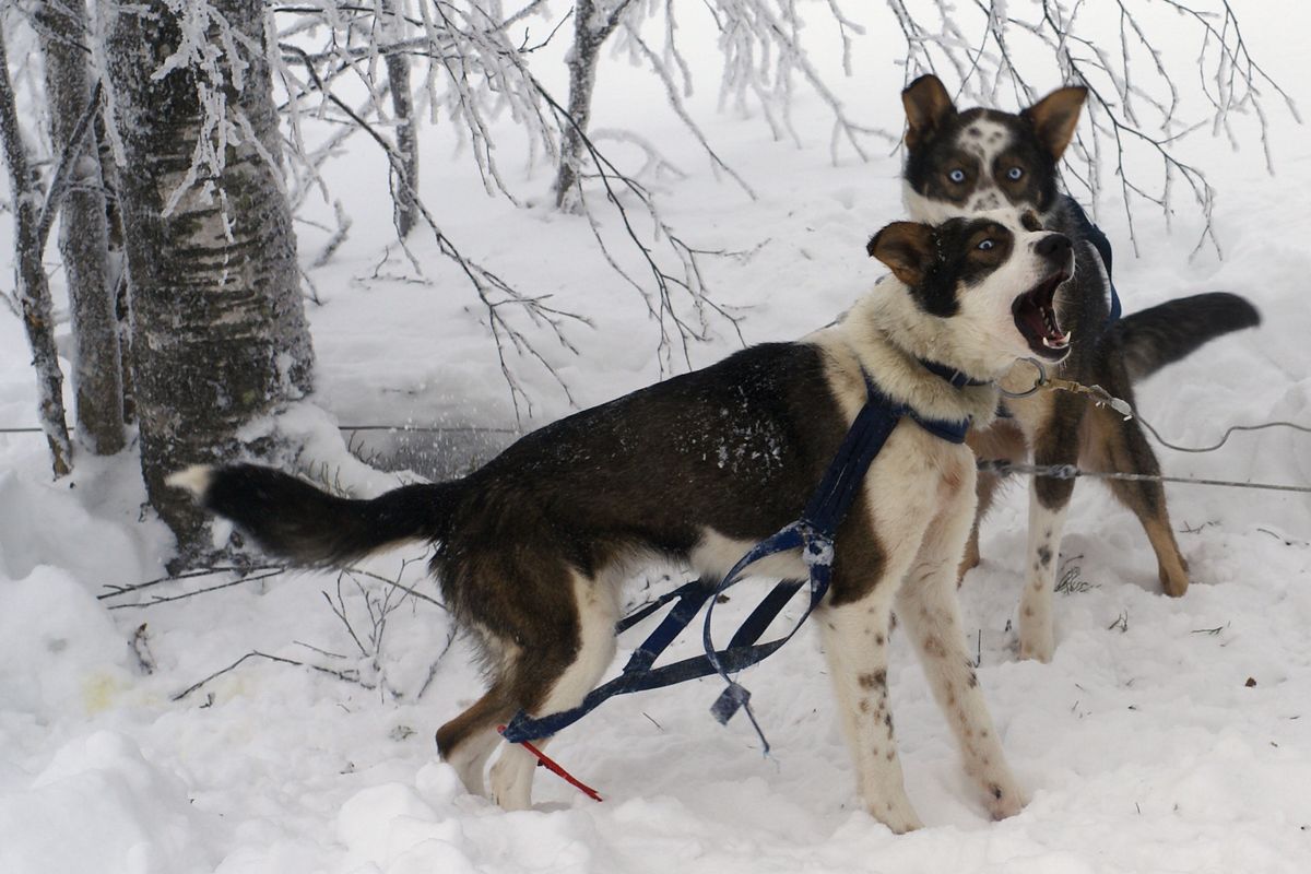 Angel Guerrero. In a dealer Conference held in Norway I took this photo of the dogs of a sleigh.