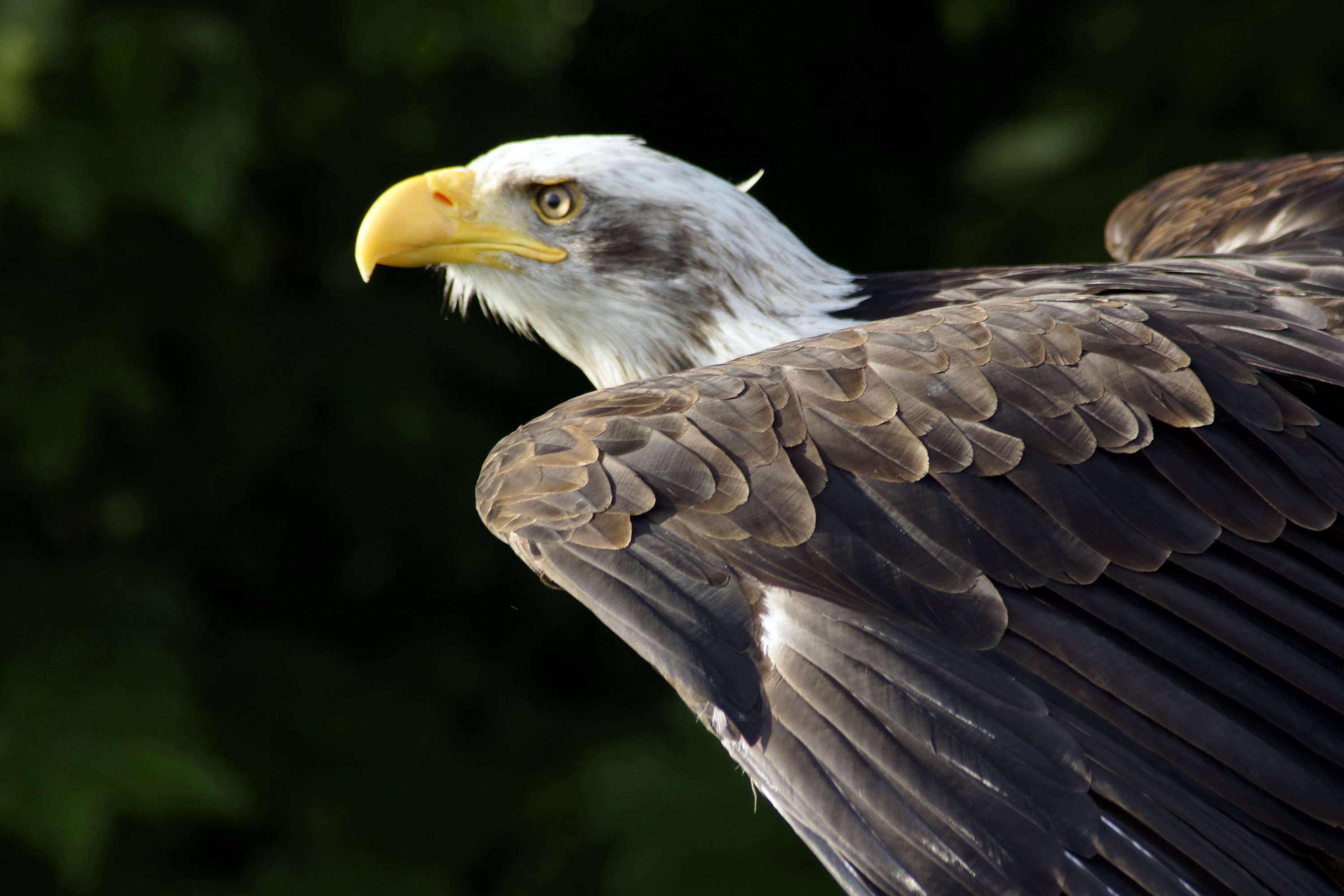 2013-05-28-ZINGST-Seeadler- 282.jpg