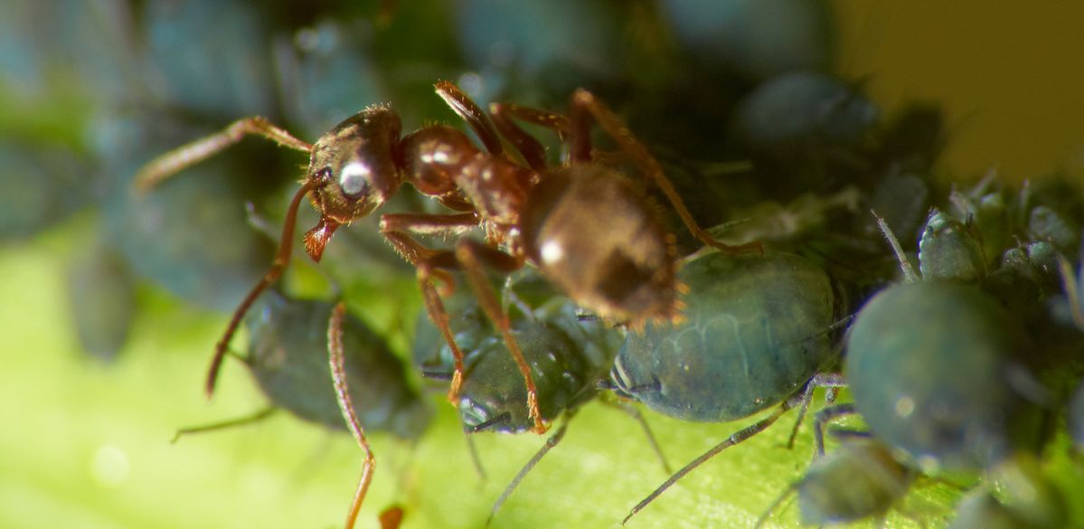 Recently bought a Raynox DCR-250 macro adaptor and had a quick play in the garden