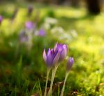 Spring crocus