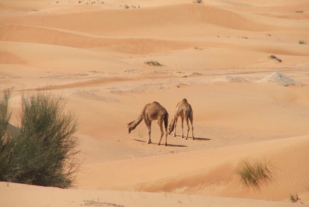 Dromedaris in rood zand. 