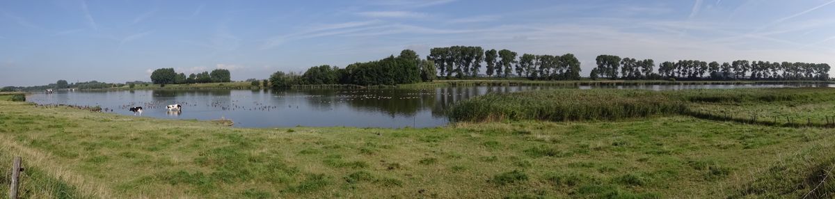 Panorama foto van De Vogel met vogels en koeien